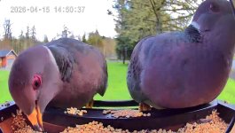 Screenshot_20260415_194918_Birdty~2.jpg