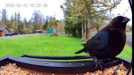 Screenshot_20260415_192542_Birdty~2.jpg