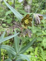IMG_5798.jpeg