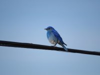 IMG_5261.JPG