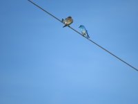 IMG_5222.JPG