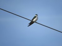 IMG_5273.JPG