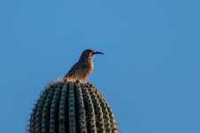Curve-Billed_Thrasher.jpg