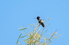 Costas_Hummingbird.jpg