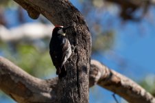 Acorn_Woodpecker.jpg