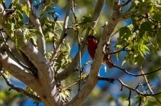 Hepatic_Tanager.jpg
