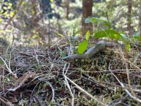 IMG_1982.jpeg