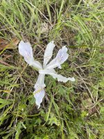 IMG_5823.jpeg