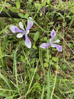 IMG_5816.jpeg