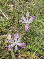 IMG_5818.jpeg