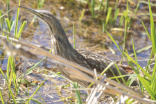 C07AmericanBittern2C2A8165.png