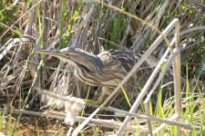 C09AmericanBittern2C2A8186.png