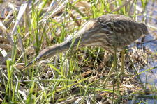 C10AmericanBittern2C2A8185.png