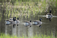A01CacklingGeese2C2A7722.png