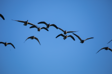 A02CacklingGeeseInFlight2C2A7953.png