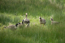 A04WhiteFronted&CacklingGeese2C2A8627.png