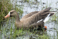 A05WhiteFrontedGoose2C2A9875.png
