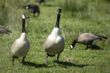 A06CanadaGeesePair&CacklingGoose2C2A8232.png