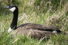 A07CanadaGoose2C2A7846.png