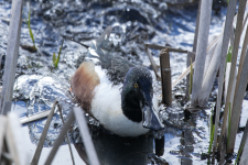 C10NorthernShovelerDrake2C2A7860.png