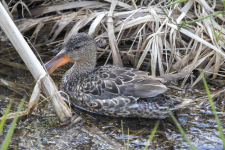C11NorthernShovelerHen2C2A7864.png