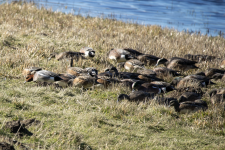 D13EurasianWigeonAmongAmericanwWigeons2C2A4254.png