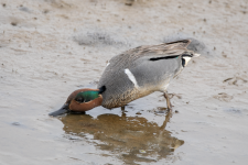 E14GreenWingedTealDrake2C2A9830.png