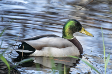 F17MallardDrake2C2A8018.png