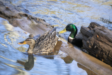 F16MallardHen&Drake2C2A8028.png