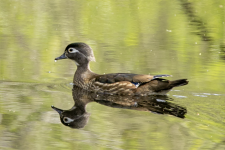 H20WoodDuckHen2C2A8781.png