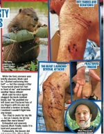 Beaver Attack.jpg Beaver Attack.jpg