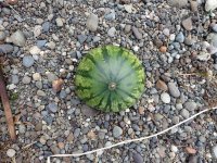 IMG_6596.jpeg