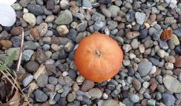 IMG_6597.jpeg