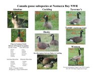Dusky-Goose-Identification.jpg