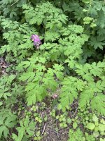 IMG_0645.jpeg