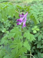 IMG_0646.jpeg