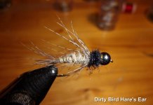 Dirty_Bird_Hare_s_Ear_.jpg