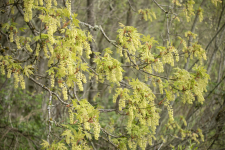 A01BigLeafMapleInBloom2C2A8834.png A01BigLeafMapleInBloom2C2A8834.png