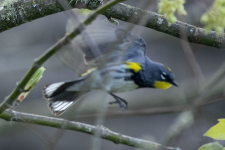 B04YellowRumpedWarblerMaleAudubonsInFlight2C2A9143.png B04YellowRumpedWarblerMaleAudubonsInFlight2C2A9143.png