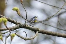 D13YellowRumpedWarblerMaleIntergrade2C2A7808.png D13YellowRumpedWarblerMaleIntergrade2C2A7808.png