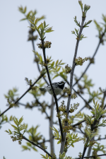 K14BlackThroatedGrayWarbler2C2A9732.png K14BlackThroatedGrayWarbler2C2A9732.png