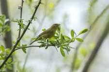 L15OrangeCrownedWarbler2C2A8790.png L15OrangeCrownedWarbler2C2A8790.png