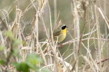 M16CommonYellowthroatMale2C2A9741.png