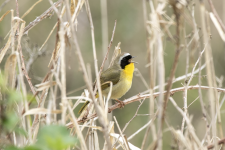 M17CommonYellowthroatMaleSinging2C2A9742.png M17CommonYellowthroatMaleSinging2C2A9742.png
