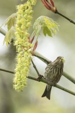 A05HouseFinchFemaleEatingBigleafMapleFlowers2C2A9583.png