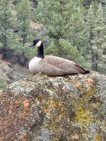 SmithRockGoose2.jpg