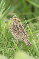 D14SavannahSparrow2C2A9760.png