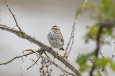 D15SavannahSparrowMale2C2A9899.png