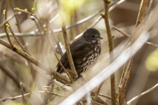 E16FoxSparrow2C2A7921.png