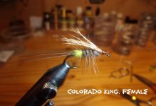 Colorado King, Female.jpg